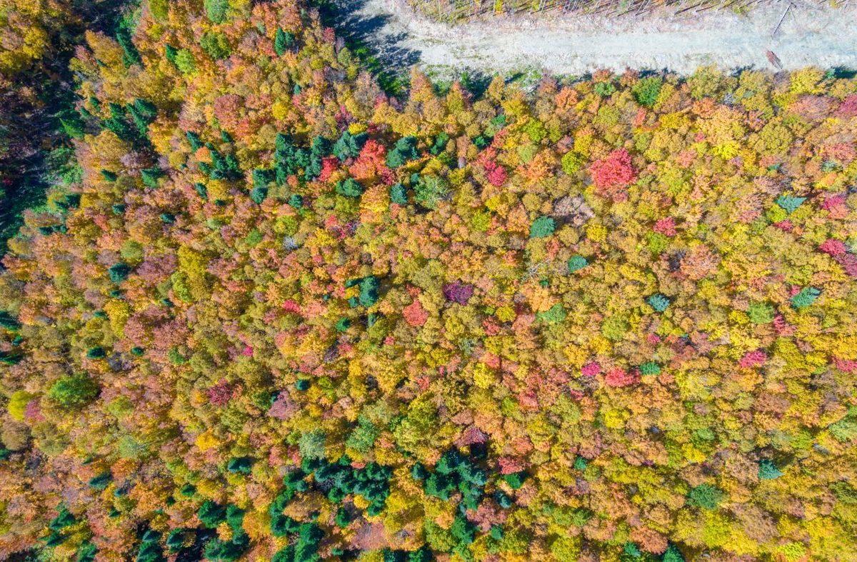 Terre/Terrain